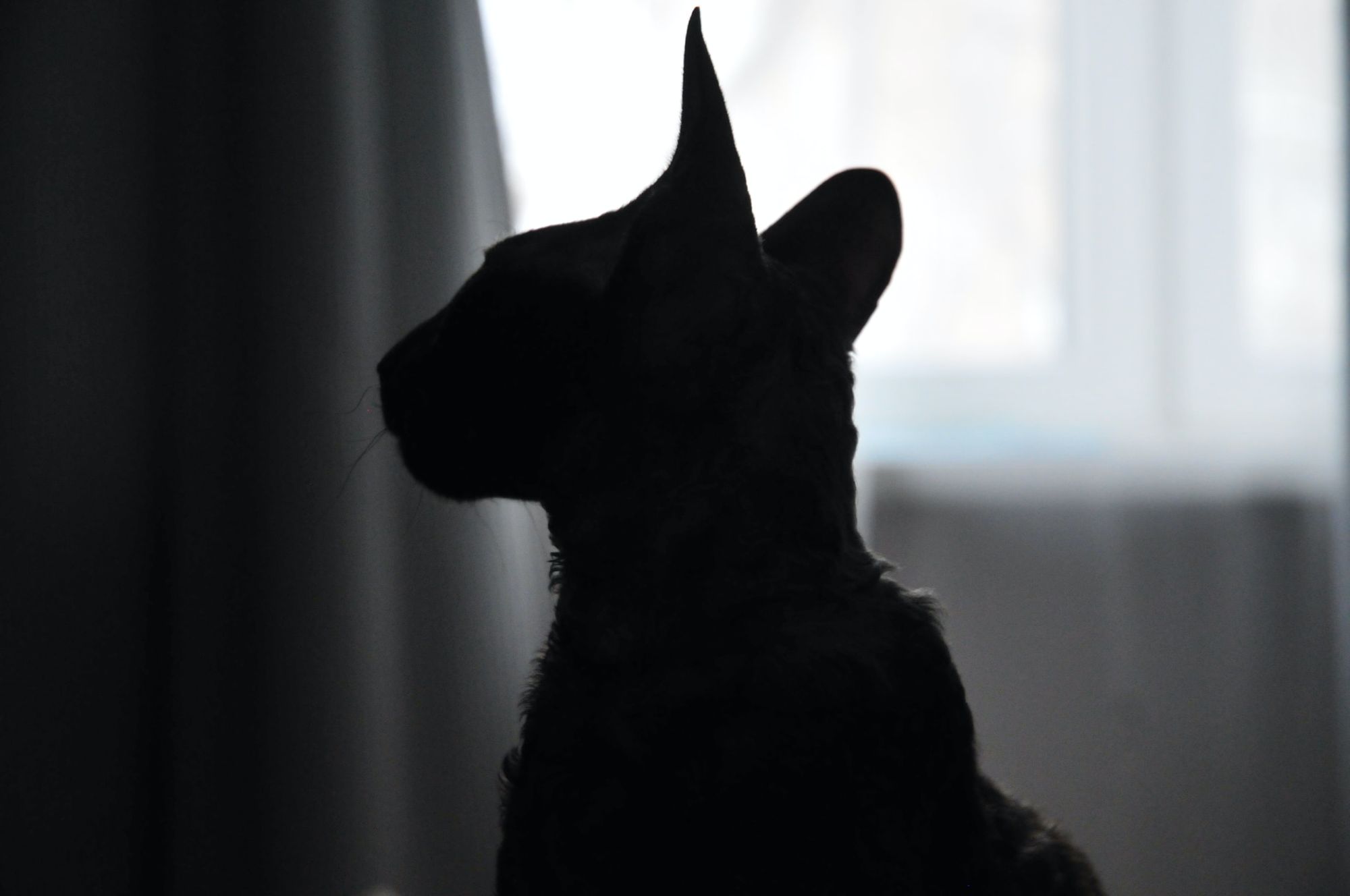 silhouette-cat