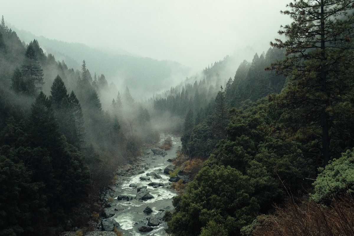 forests landscape