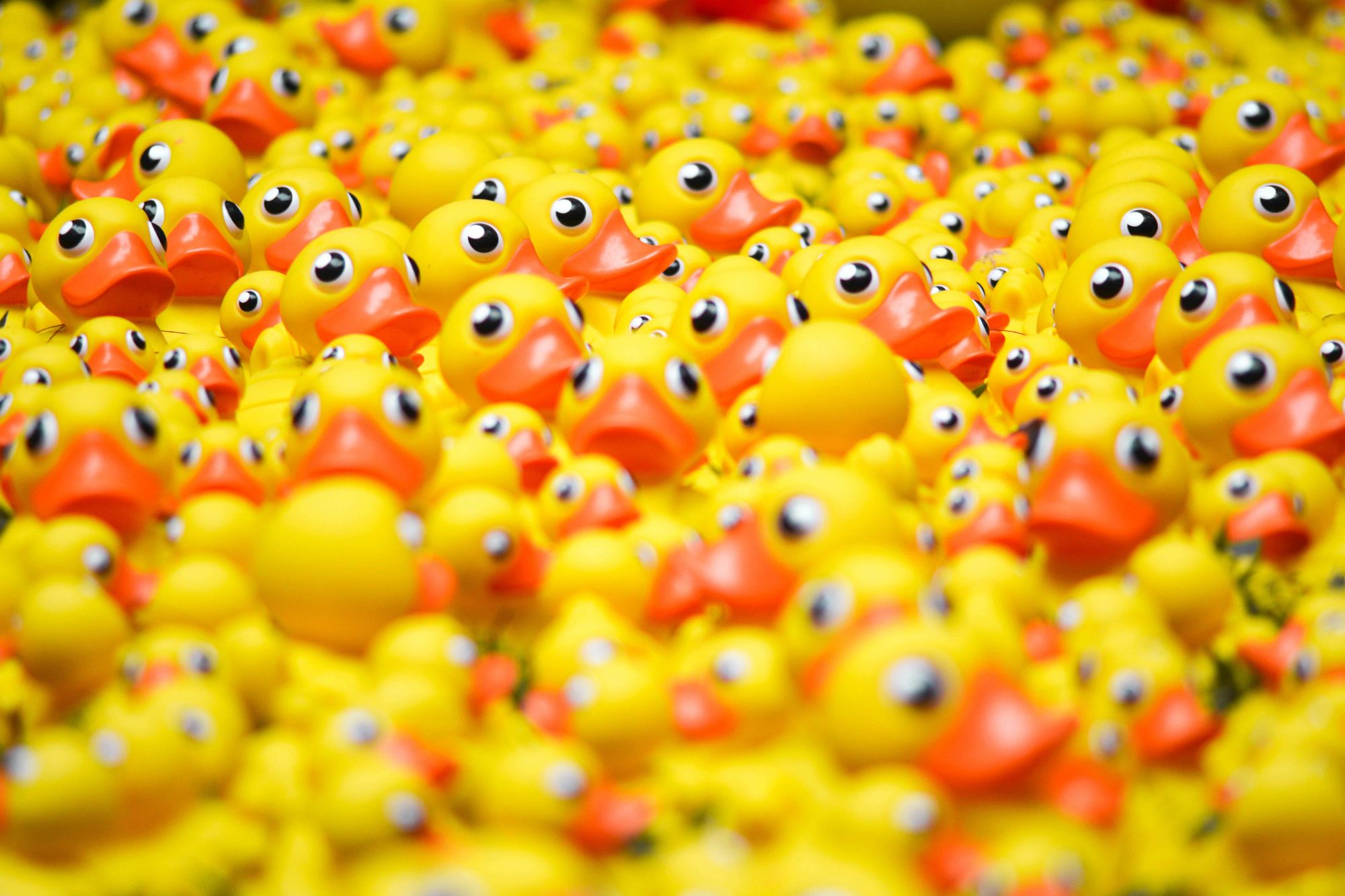 Many ducks