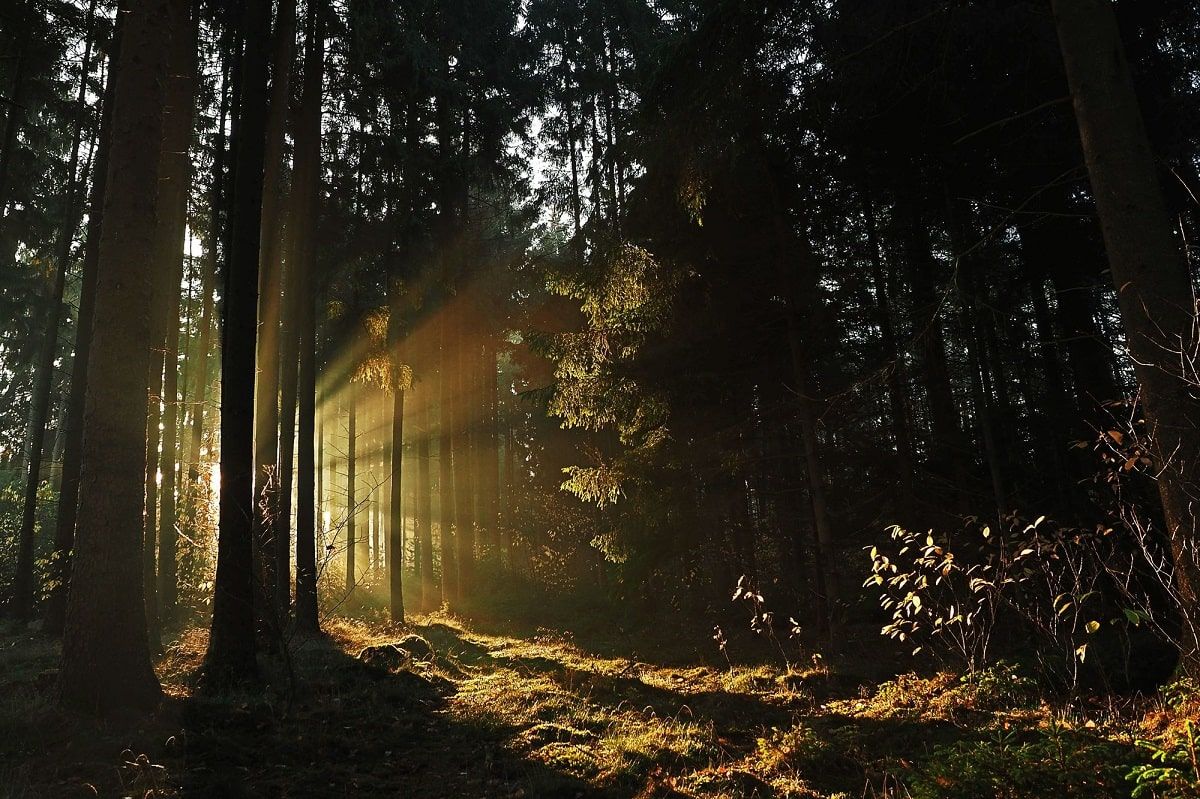 natural light through woods