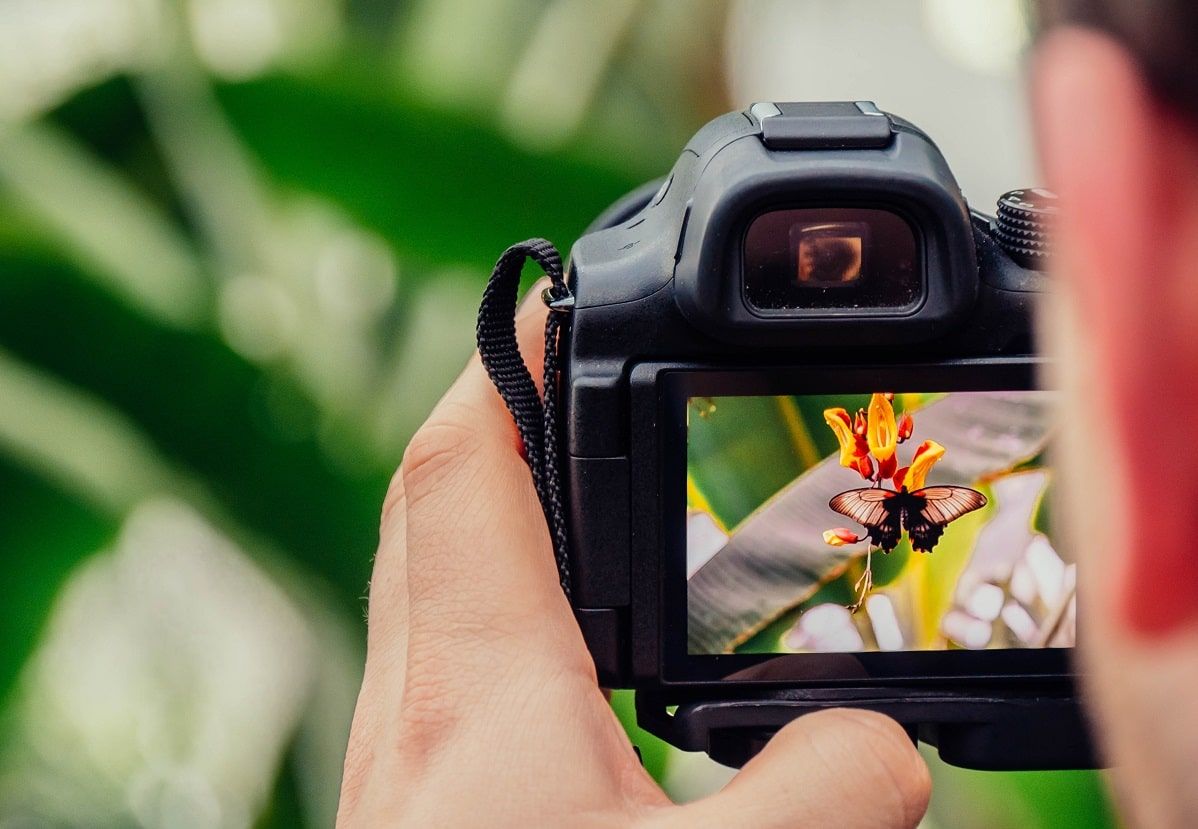 photograph of butterfly