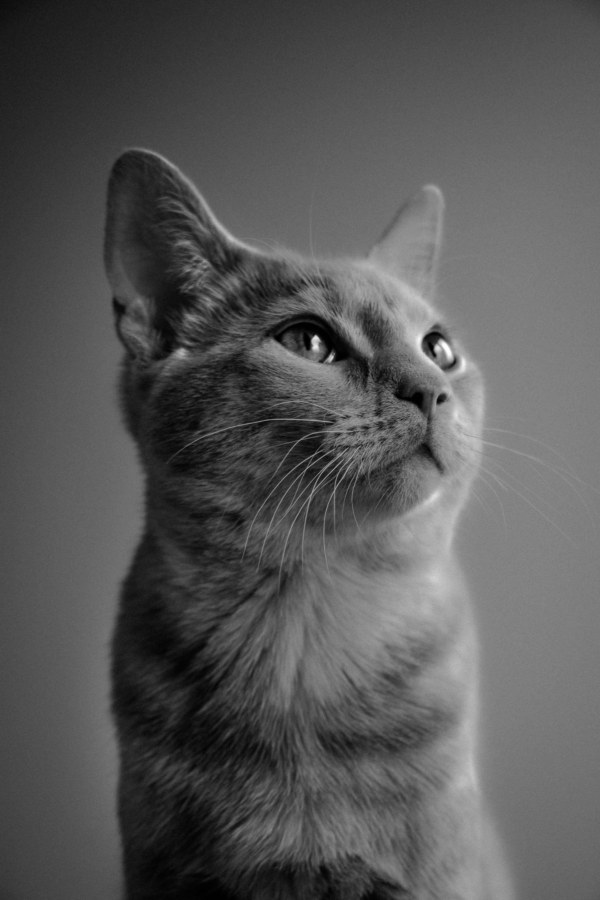 Cats can be the model for black and white portrait photography too!