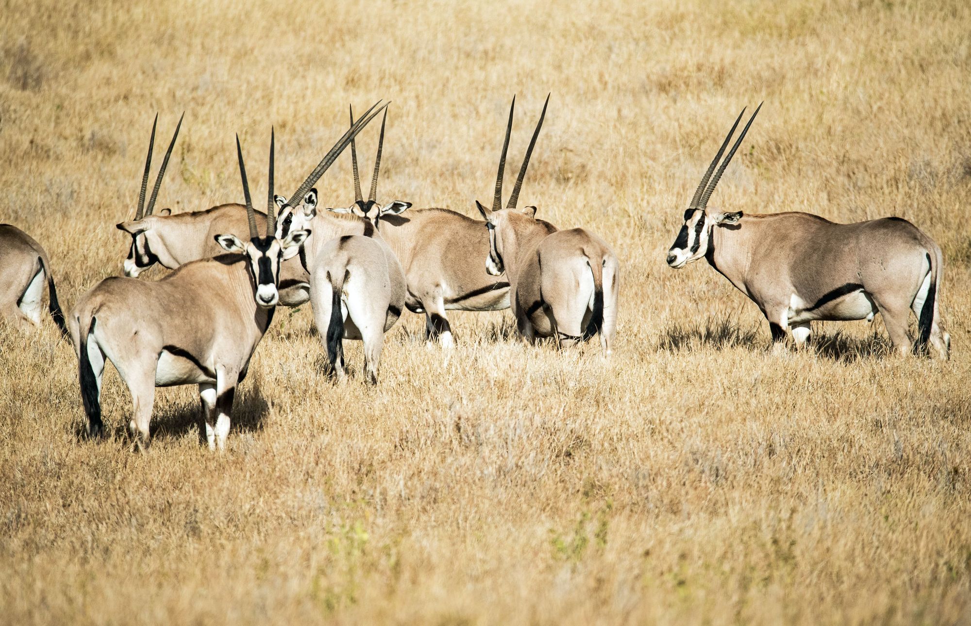 Antelopes photographed with the best bridge camera