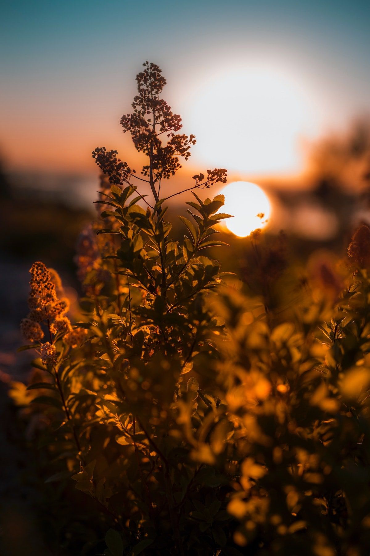 golden hour plant