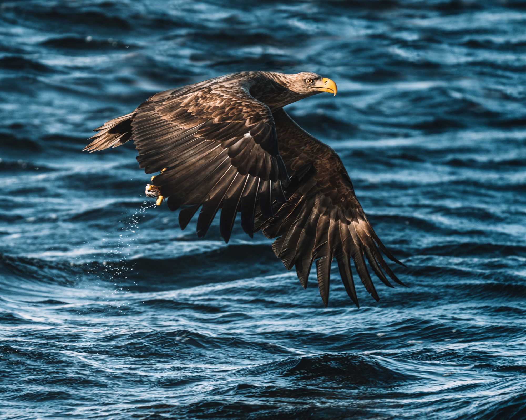 Hawk flying