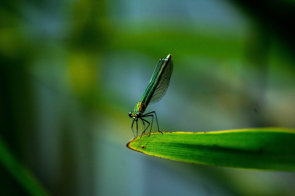 Pros and cons of using shallow depth of field