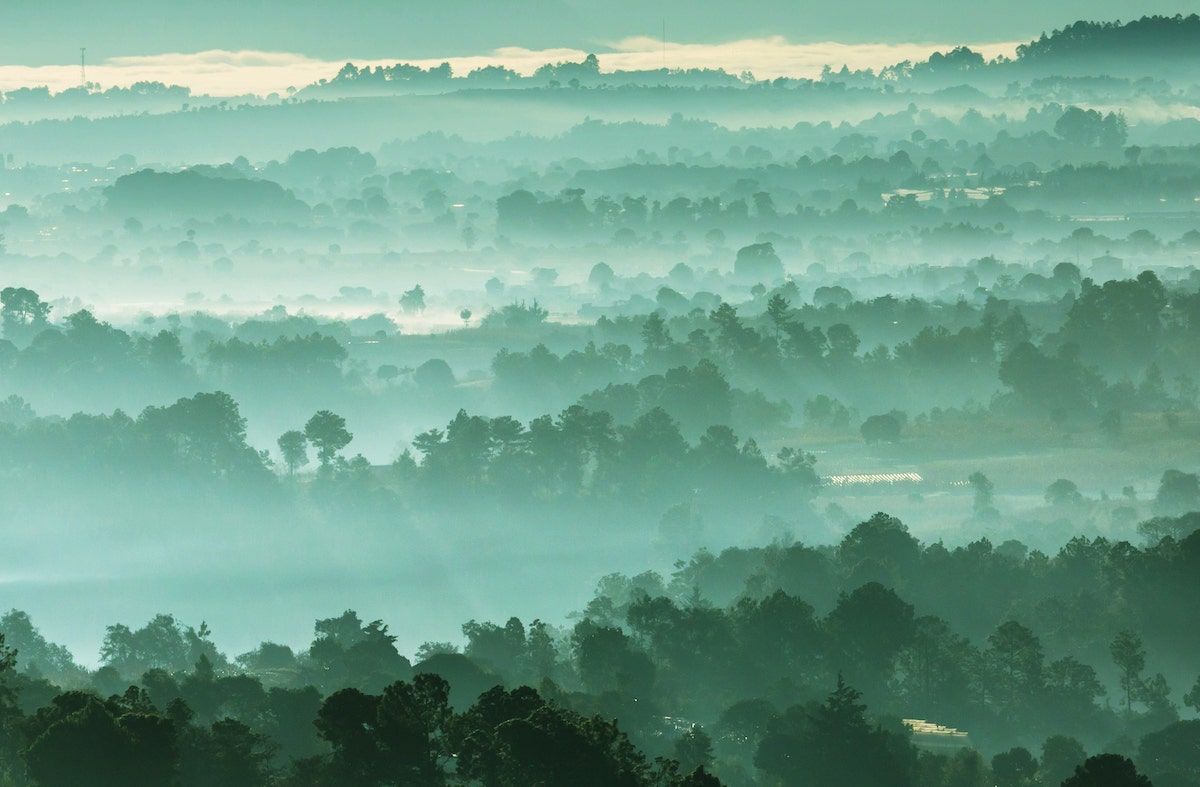 Forest landscapes