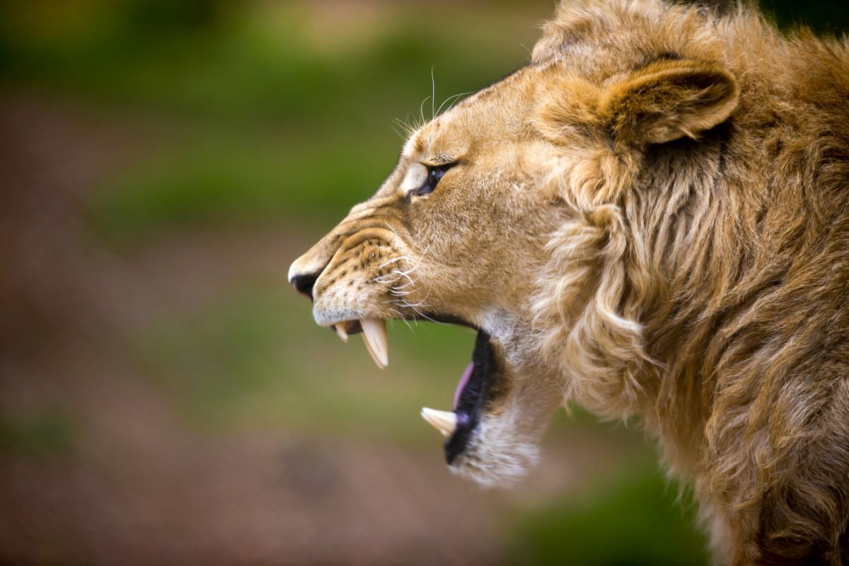 wildlife lion photography