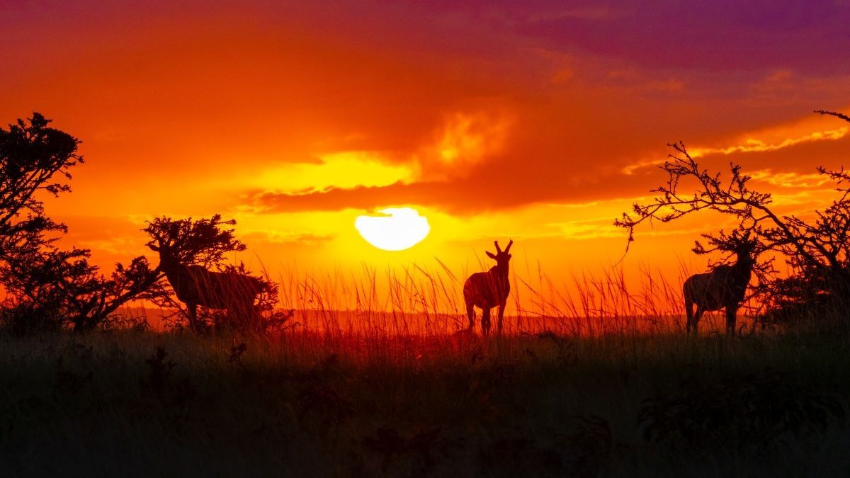 Wildlife fotografie: 11 tips om de wildernis vast te leggen