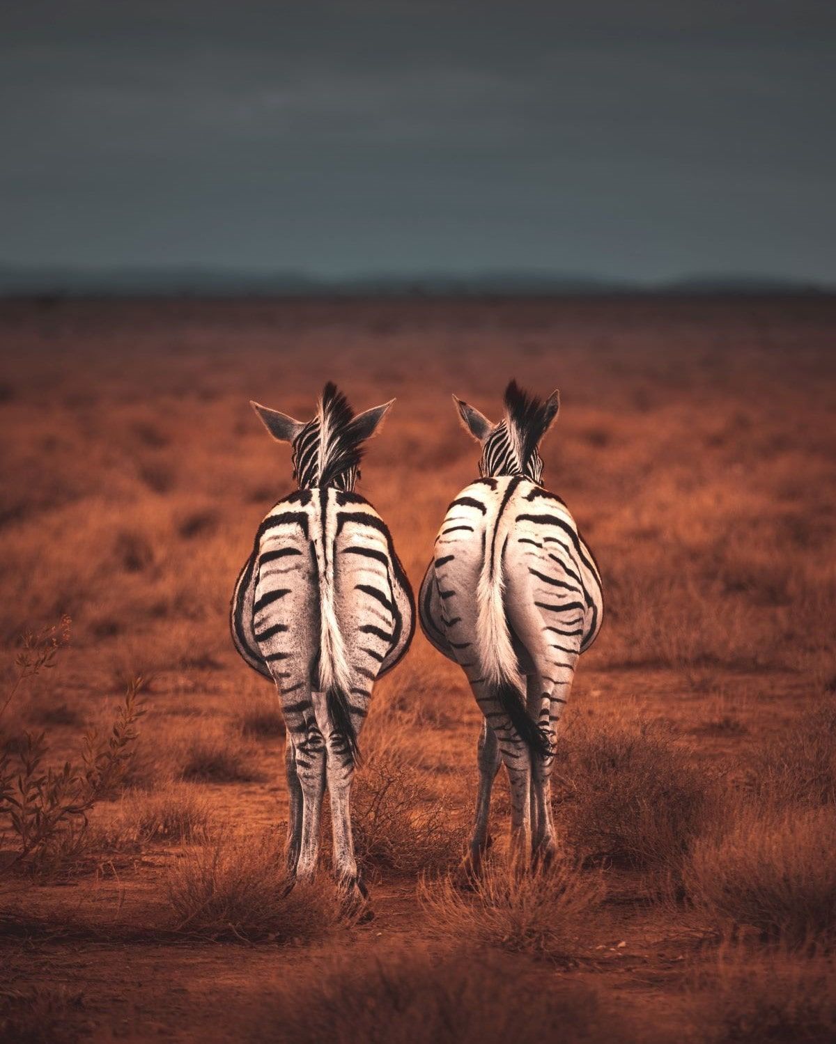zebras wildlife photo
