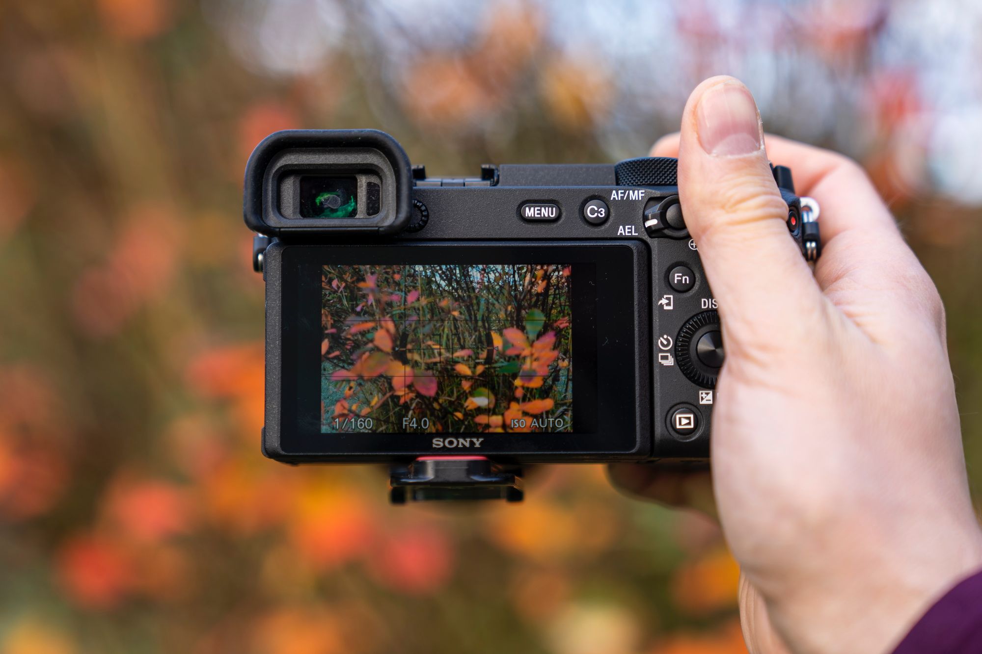 Sony A6600 Review: A Small but Mighty Mirrorless for Wildlife Photography  Enthusiasts — Oxbow Photography