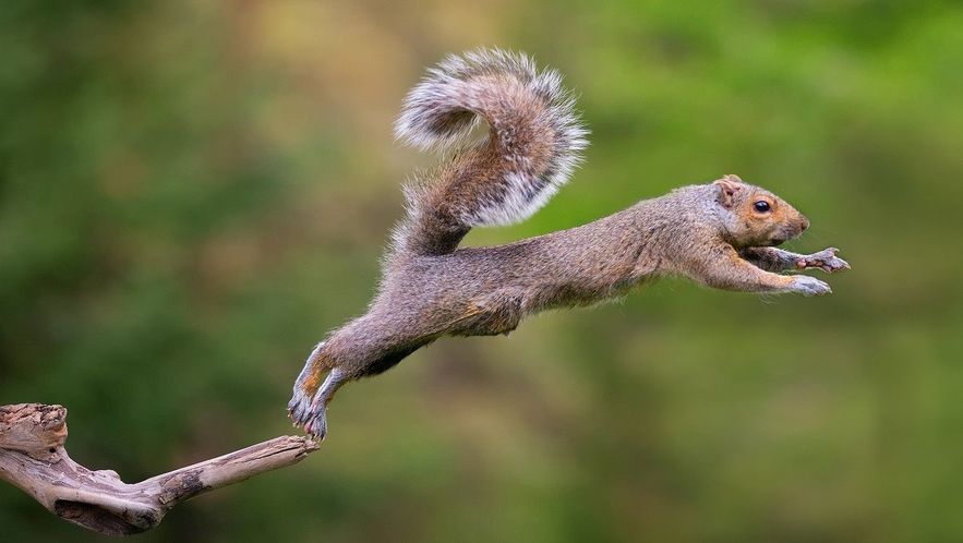 jumping animal squirrel action photography