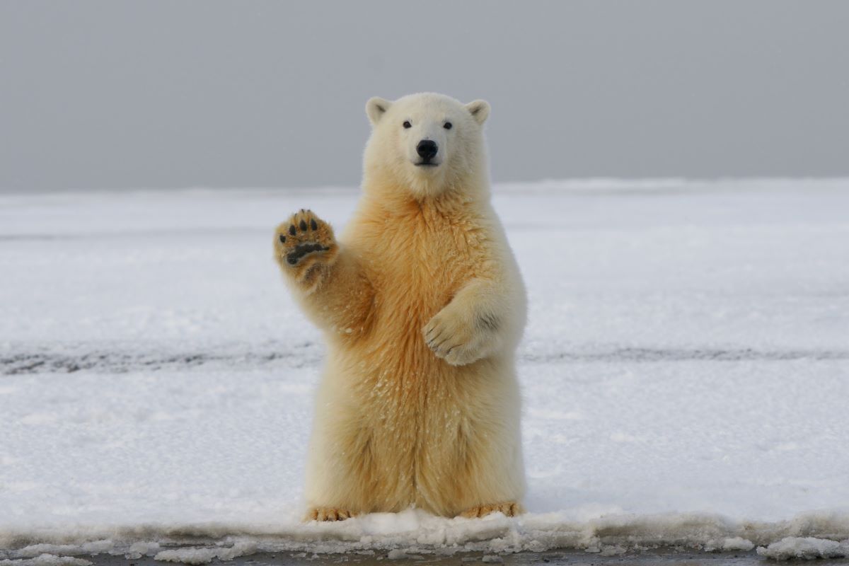 wild polarbear photography