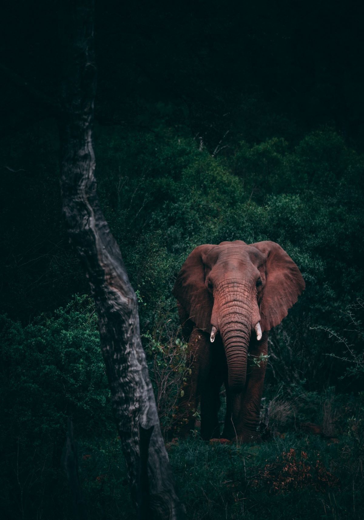 wildlife photography elephants