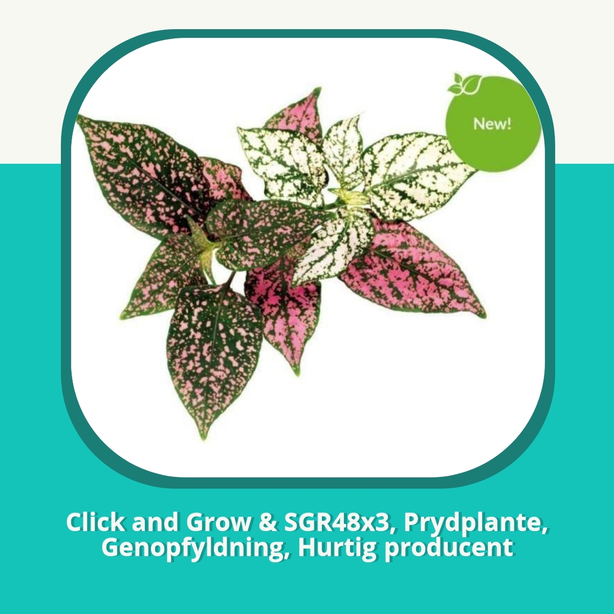 Anmeldelse af Click and Grow & SGR48x3, Prydplante, Genopfyldning, Hurtig producent